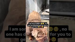 Please Share And Spare 25 To Feed175 Stray Dogs At Our Shelter..link In Bio-Donate