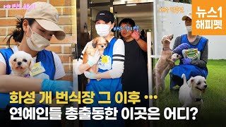 화성 개 번식장 그 이후...반가운 얼굴들 총출동한 이곳은 어디? | dog by 뉴스1해피펫 3,437 views 8 months ago 1 minute, 49 seconds