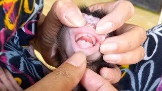 Jeje Teething Jeje Tumbuh Gigi