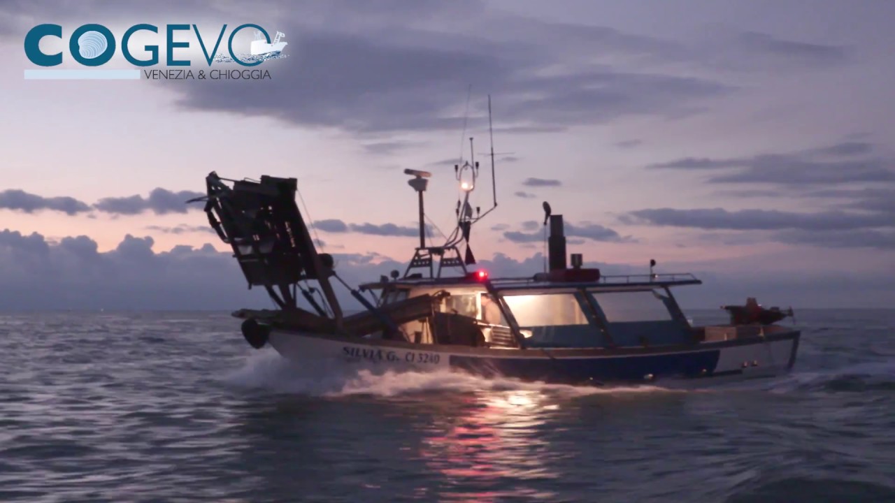 VONGOLE DI MARE, UN RESTOCKING DA 200 MILIONI DI ESEMPLARI