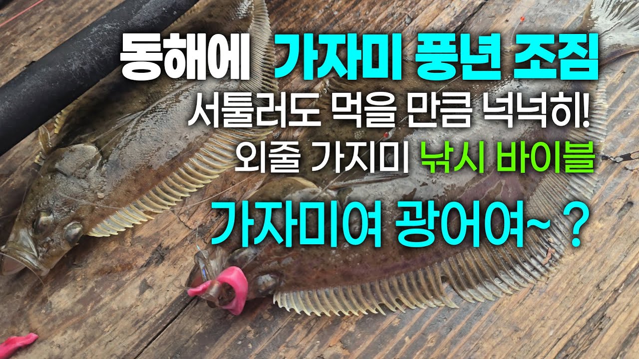 동해 씨알좋은 가자미 풍년 조짐! 가지미 외줄낚시 이렇게 준비하면 만쿨! 가자미 덜덜이 가자미낚시 #아오맥스 #아오맥스 블루코어