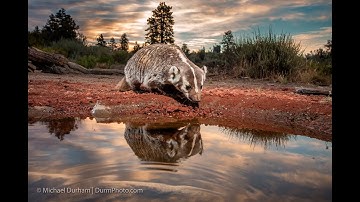 Guide to DSLR Camera Traps