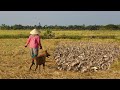 Một con vịt-chú vịt con-Chó Thông Minh Đi Chăn Vịt 14000 con.Smart Dog herding ducks. Thanh Hoai KG