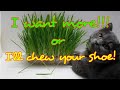 HOW TO PLANT A CAT GRASS 4K