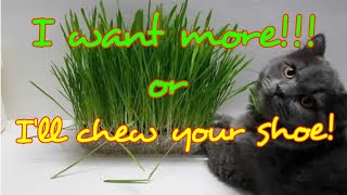 HOW TO PLANT A CAT GRASS 4K