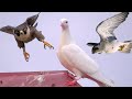 Сокол Сапсан атаковал поймал голубя. Falcon Peregrinus attacked caught a pigeon