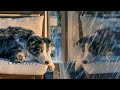 Soothe Your Dog With Rain White Noise 