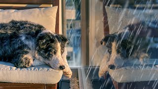 Rain Sounds to Soothe Your Dog | Rain White Noise by Relaxing White Noise 24,392 views 2 months ago 10 hours