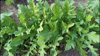 How to grow arugula in the open ground An easy way