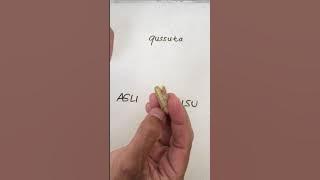 Besi Kuning Asli vs Palsu