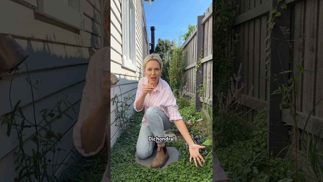 How to make your Dichondra go viral - in the garden, that is!