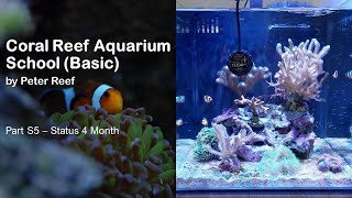 Coral Reef Aquarium School - Part S5 - Status 4 Month by Peter Reef 177 views 11 months ago 6 minutes, 44 seconds