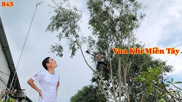 Em Cường - Vua Khỉ Miền Tây cưa điều khiển hạ gốc cây Tràm Bông Vàng. Cutting acacia auriculiformis 