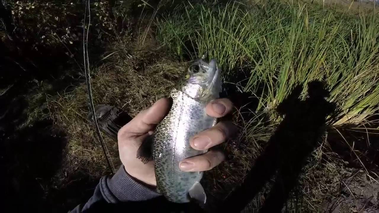fly fishing slough creek for rainbow trout Wichita YouTube