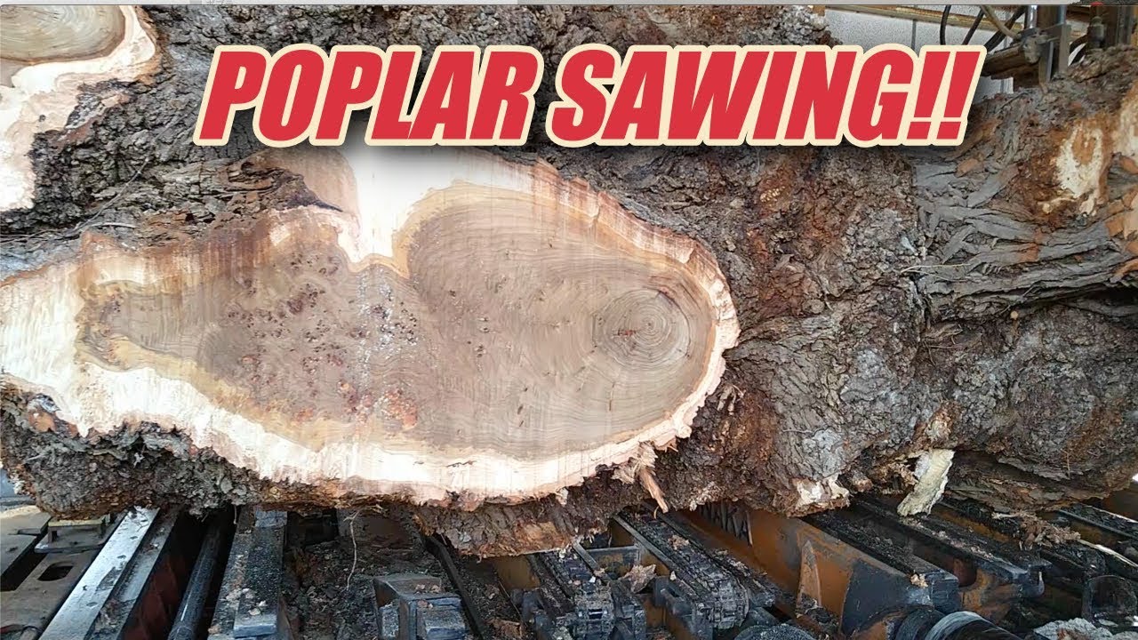 ポプラ・POPLAR SAWING!!