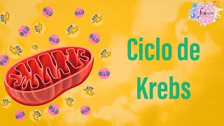 Ciclo de Krebs: Aspectos generales