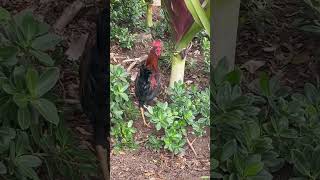 San Juan, Puerto Rico Watch Full Video Pidollnetwork4720