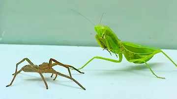 Mantis Killer vs Spider - Insect Club