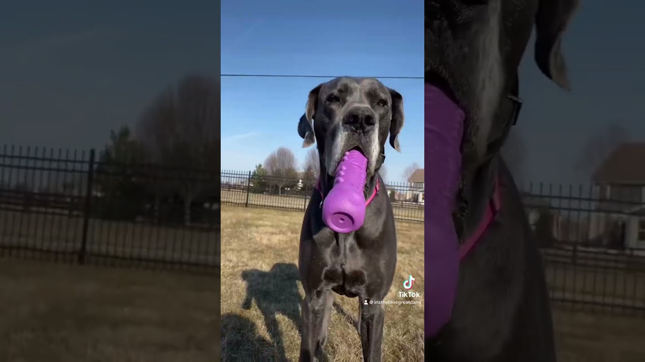 Great Dane GUARD DOG 