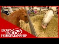 Clinton Anderson: Correcting Horses' Behavioral Problems in the Stall - Downunder Horsemanship