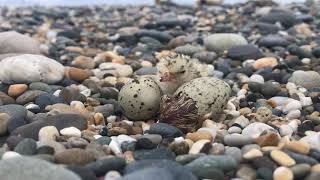 Little Tern chick hatching at Kilcoole by BirdWatchIreland 1,097 views 3 years ago 16 seconds