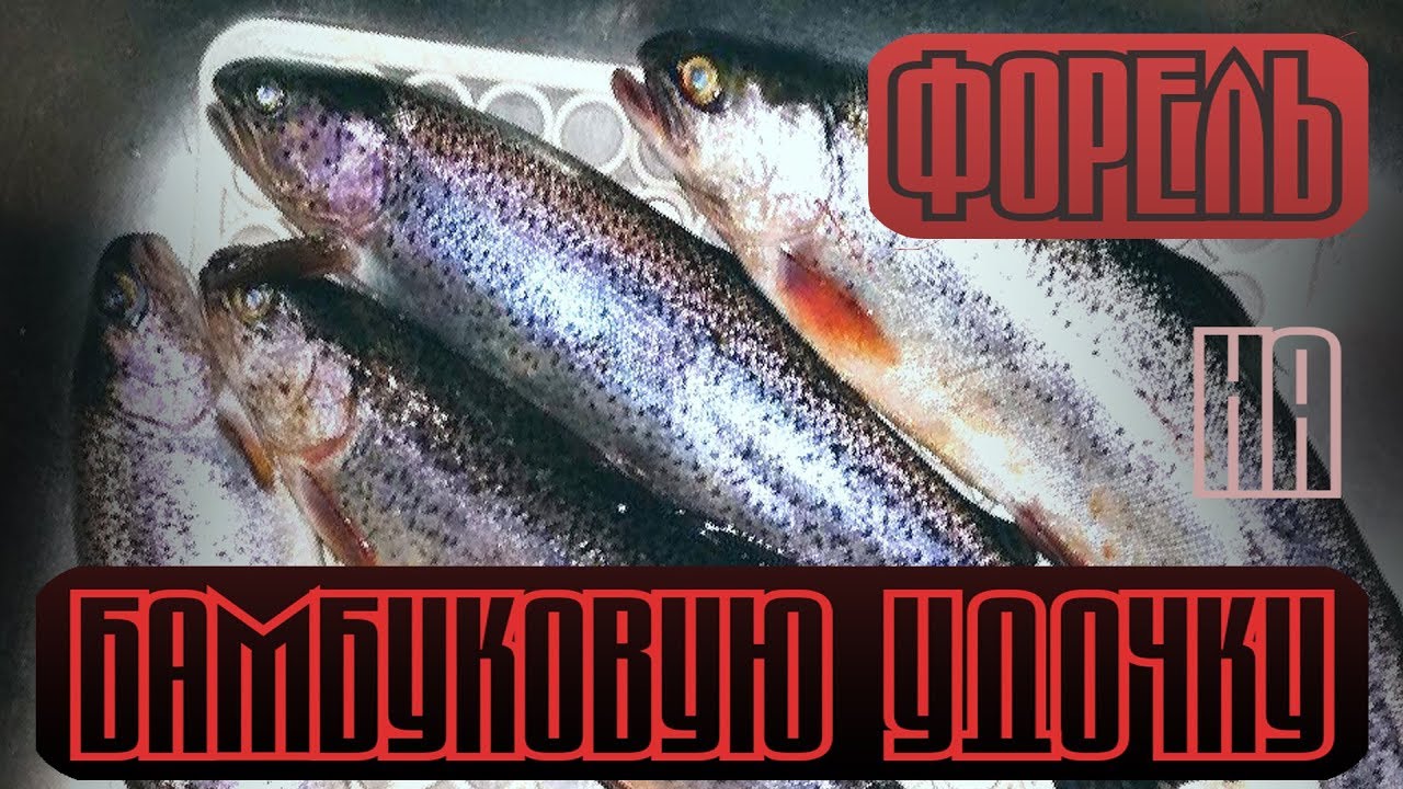 Форель Cornedo Vicentino Italy