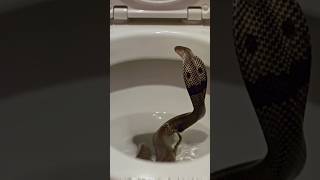 Download Lagu Check Before You Sit! Cobra Discovered in Toilet! 🚫 #CobraSnake #shocking  #wildlife  #ai #aivideo MP3