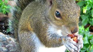 Amazing squirrel eating |No copyright videos| screenshot 3