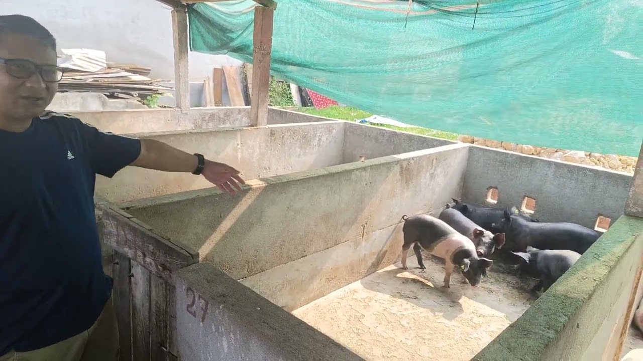 Some black pigs ( Large Black & Hampshire)