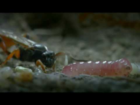 The Ichneumon Wasp