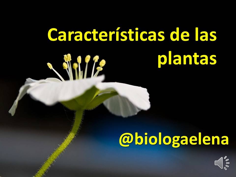 Características de las plantas - Reino Plantae - YouTube