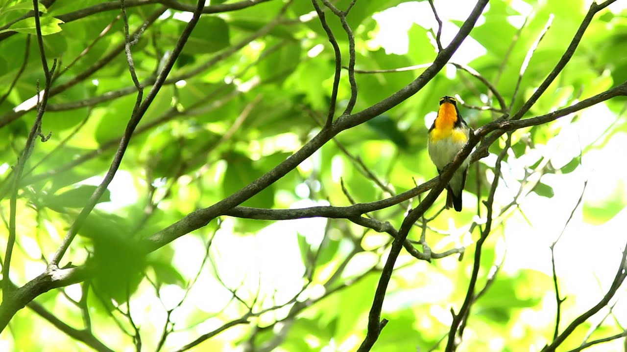 Narcissus Flycatcher Song Fullhd Ficedula Narcissina Youtube