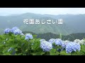 花園あじさい園 4K-Video