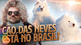 SAMOIEDA, O CÃO DAS NEVES NO BRASIL! | RICHARD RASMUSSEN