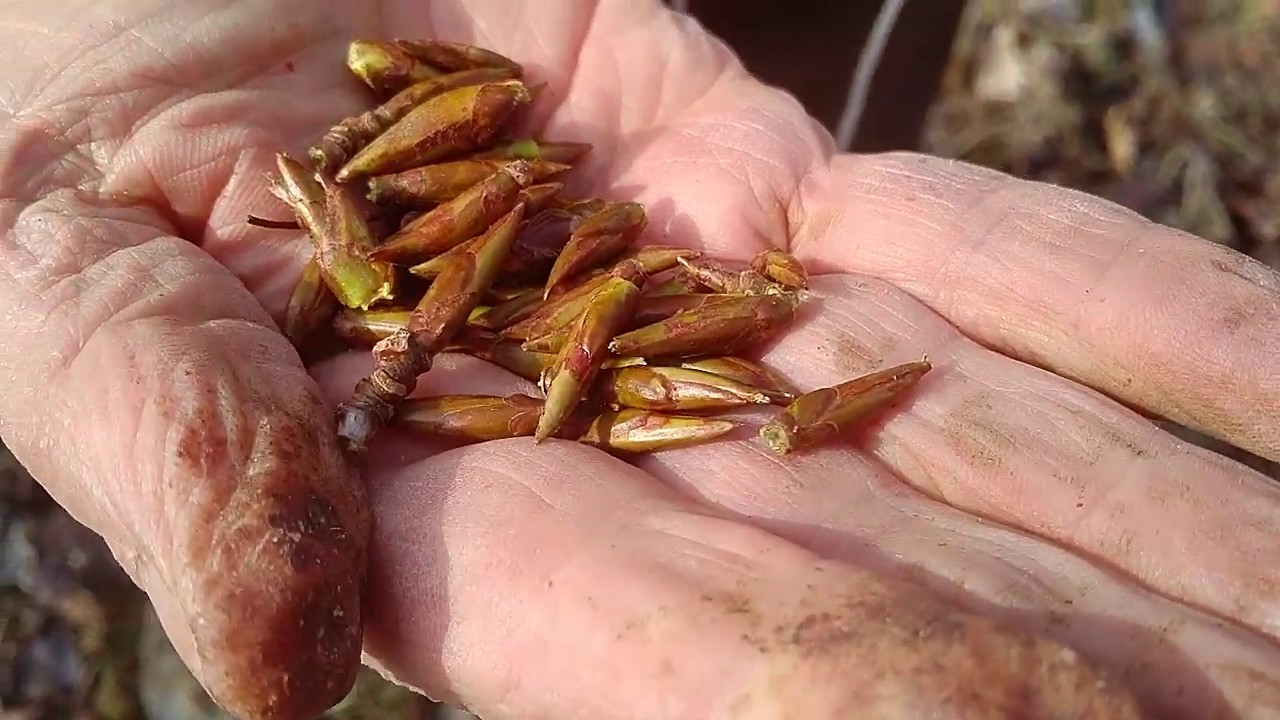 Balsam Poplar bud harvesting 1 YouTube