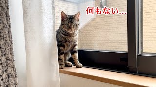 引っ越しで家の中の物が全部無くなったときの猫の反応がこちらですw