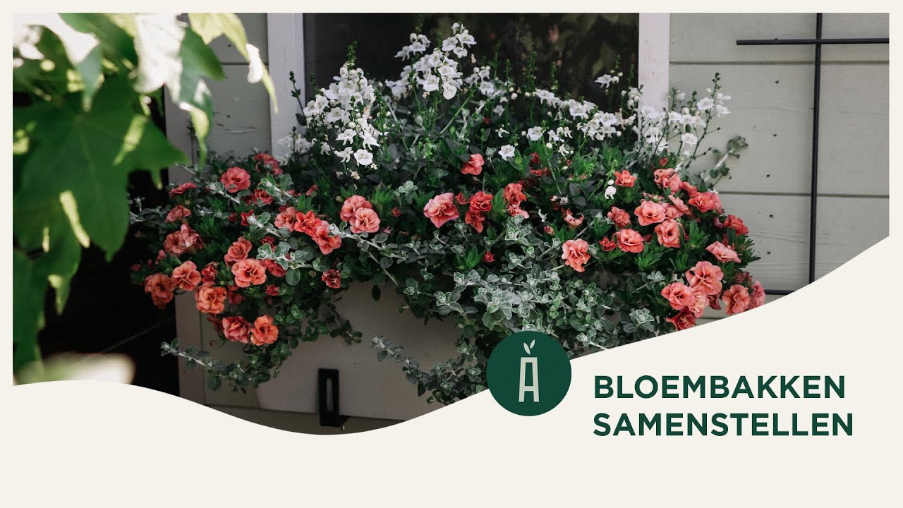 Zelf bloembakken samenstellen met zomerse bloeiers I Tof in den hof #8 I Angelo Dorny