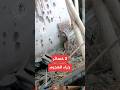 قوات الدعم السريع تهاجم مدينة الدويم جنوبي الخرطوم قوات الدعم السريع تهاجم مدينة الدويم جنوبي الخرطوم