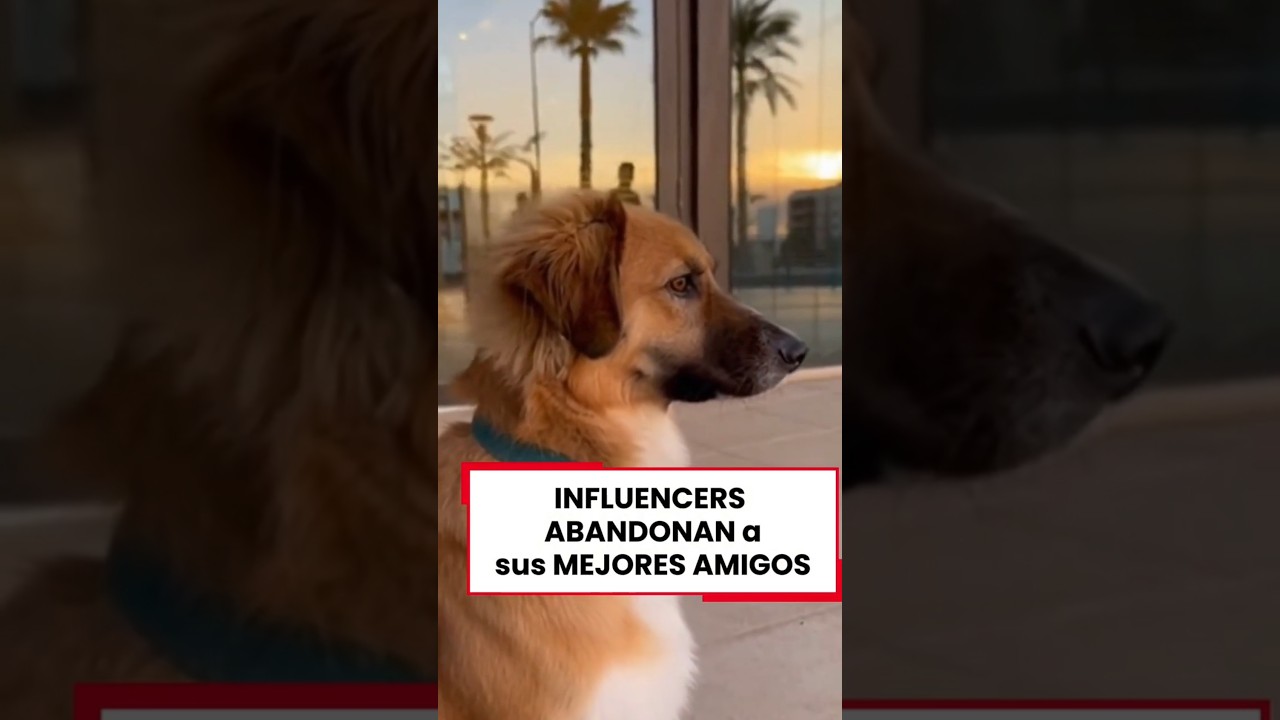 Cuando todo va bien, son familia… cuando no, los abandonan 💔 #perros #abandono #influencers #dubai