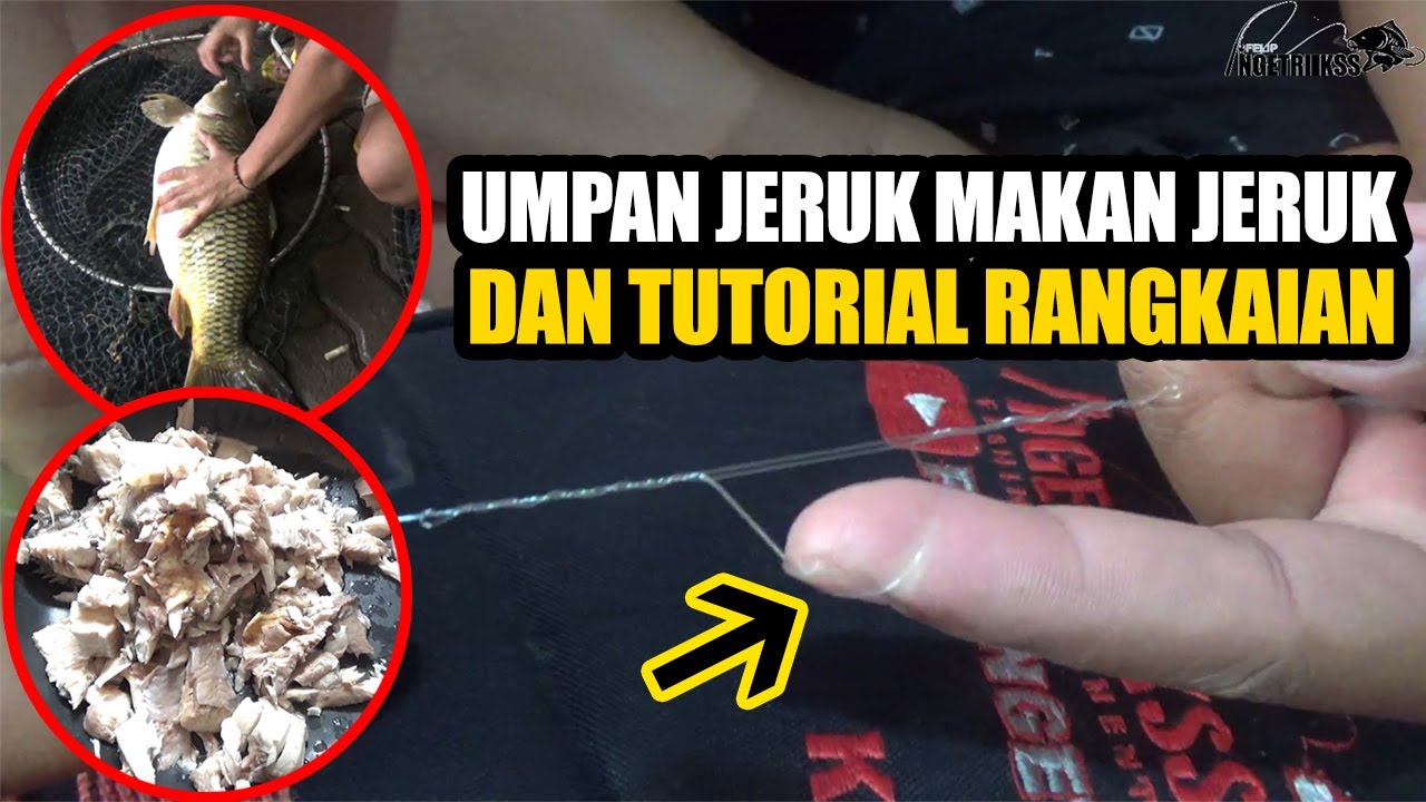 CARA MEMBUAT RANGKAIAN & UJI COBA UMPAN JERUK MAKAN JERUK DI GALAPUNG INDUK‼️ Pemancingan 74