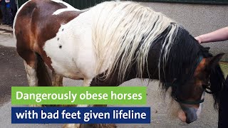 Dangerously obese horses with bad feet given lifeline