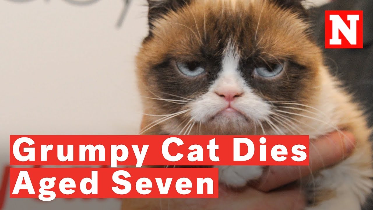 Grumpy Cat death: Beloved pet and internet meme sensation dies, The  Independent