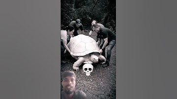 You are not afraid of snakes ☠️ #shorts#ytshorts #snake #animals