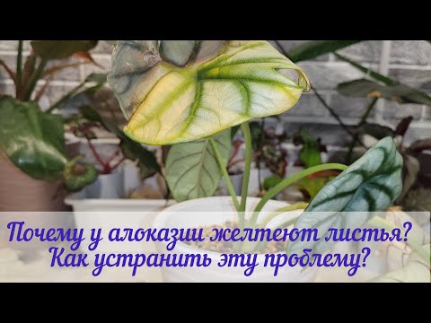 Причины пожелтения листьев алоказии. Способы устранения этих проблем.