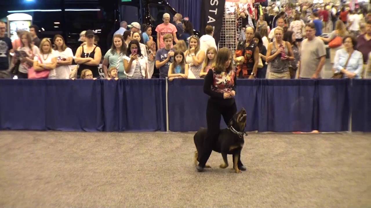 Texas Six Steppers - Houston World Series of Dog Shows 2016