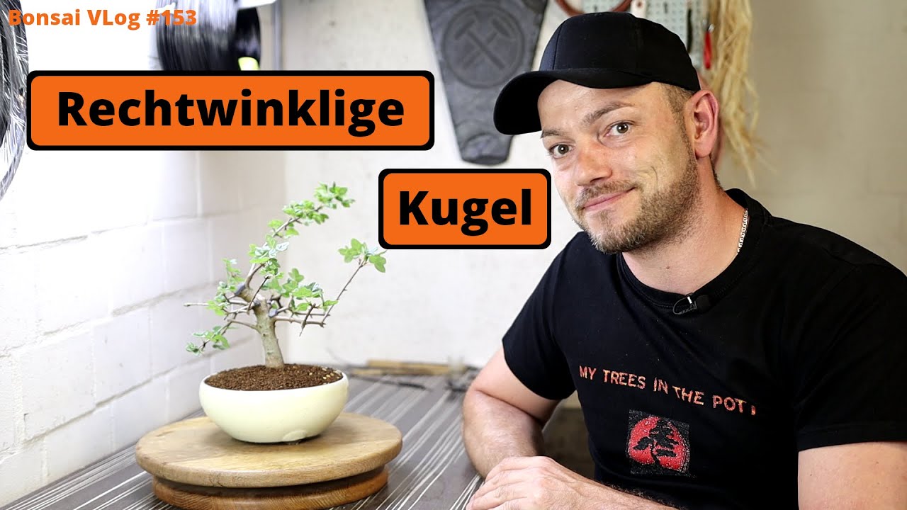 Der rechtwinklige Felsenahorn Ball Bonsai - 'Acer monspessulanum' [Umtopfen]| Bonsai VLog #153