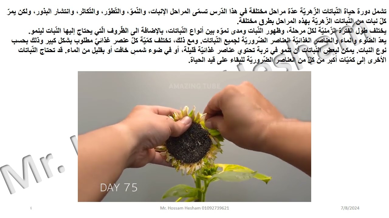 2ما المَراحِلُ المُخْتَلِفَةُ في دَوْرَةِ حَياةِ النَّباتاتِ الزَّهْرِيَّةِ؟