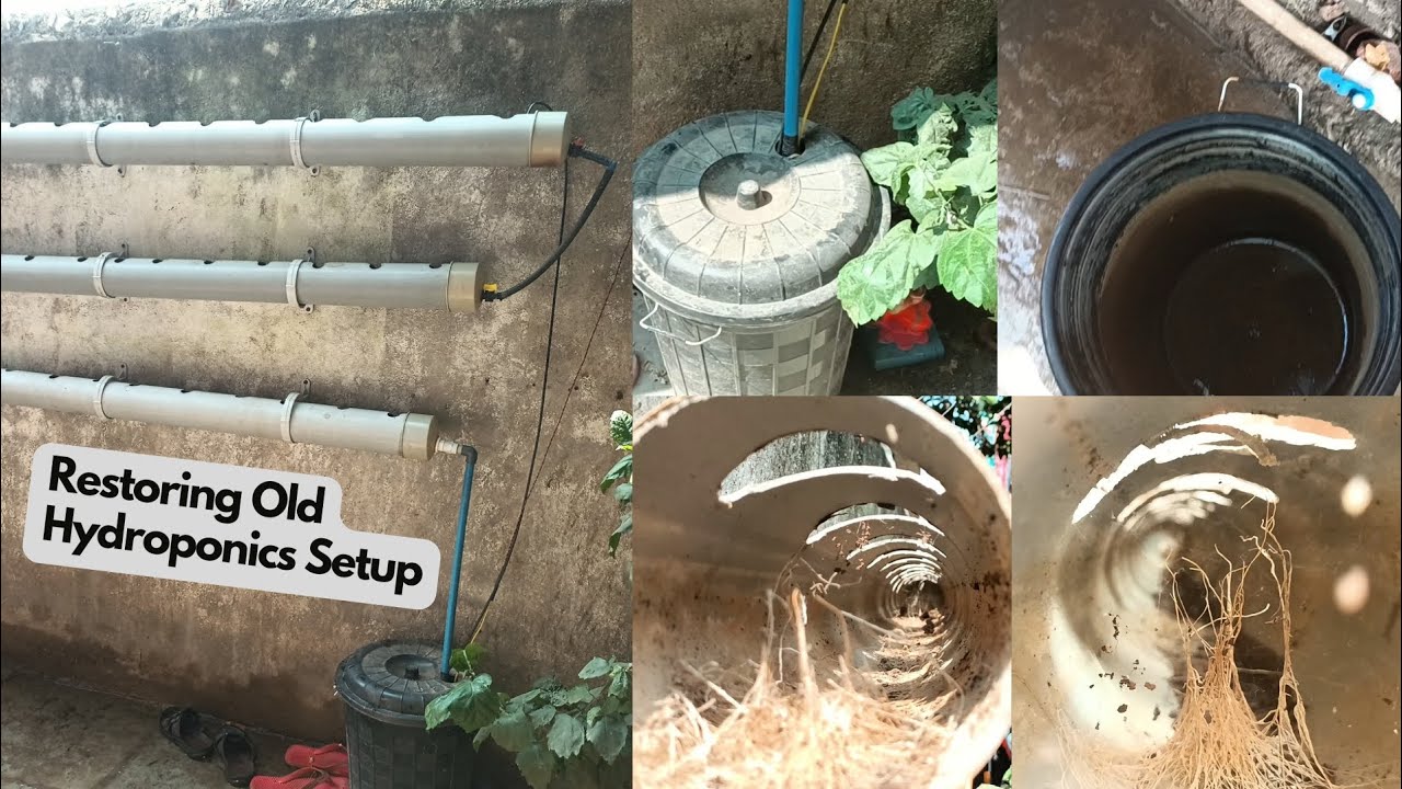 Restore old dead hydroponics setup wash & clean pipes, tank, netcups, dry roots, bucket 