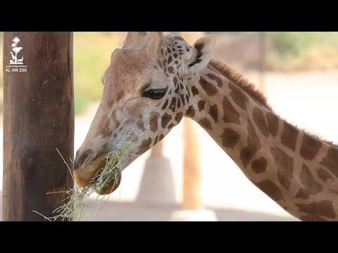 Al Ain Zoo | حديقة الحيوانات بالعين