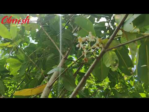 Джекфрут сушёный 💥Olmish Premium Plus💥